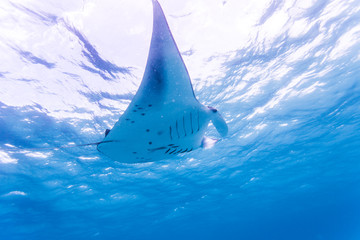 Manta ray