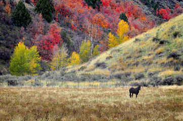 Horses Grazing in Fall