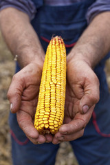 Holding corn maize ear