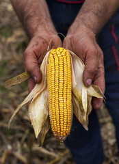 Holding corn maize ear © oticki