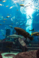 Obraz na płótnie Canvas Akwarium tropikalnych ryb na rafie koralowej