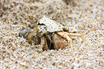 Crab on the Beach 