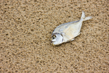 Dead Fish on the Beach 