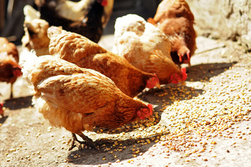 Several red, farm chickens eating some corn in the countryside