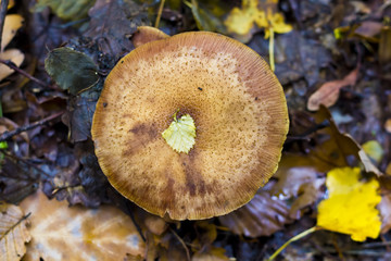 Group of mushrooms in forrest