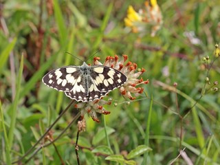 Schachbrettfalter (Melanargia galathea)