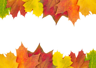 Herbstblätter - freigestellt