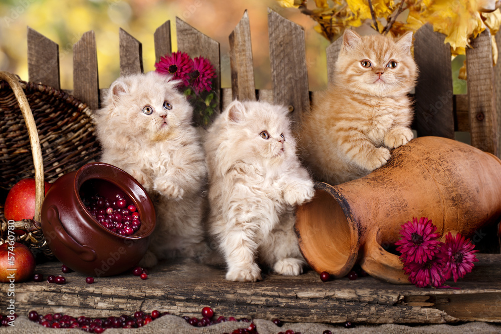 Wall mural Persian kittens