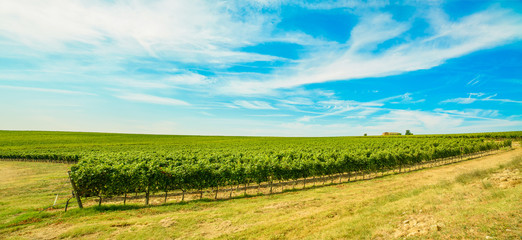 Chianti region, vineyard and farm. Tuscany, Italy