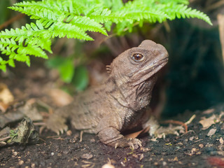 Tuatara reptile nz