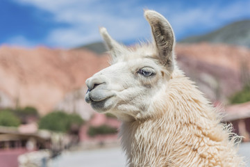 Obraz premium Llama in Purmamarca, Jujuy, Argentina.