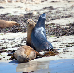 Sea lion in the beach of Penguin island, west Australia