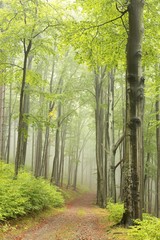 Forest trai in foggy weather, September