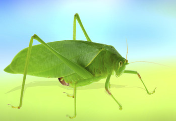 sauterelle verte
