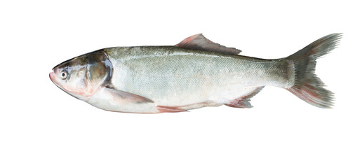 silver carp