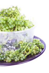  Oval sea grapes seaweed