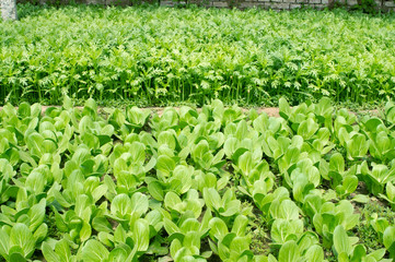 Vegetable plot