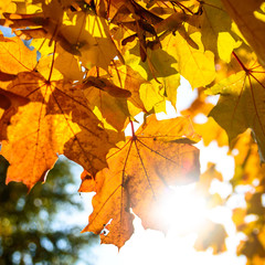 leaf