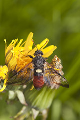 Birch sawfly, Cimbex femoratus on dandelion