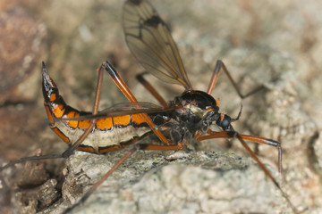 Dictenidia bimaculata on wood, macro photo