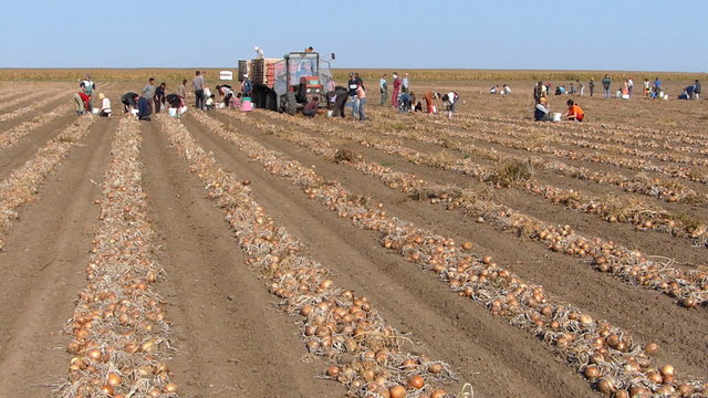 Workers picking onion on field