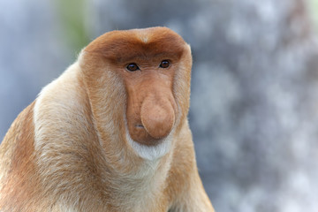 Naklejka premium Proboscis monkey