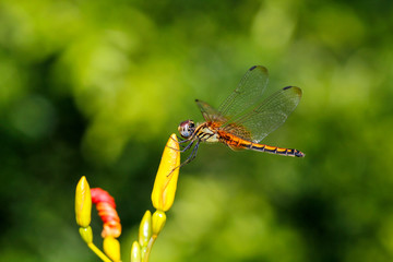 Dragonfly outdoor