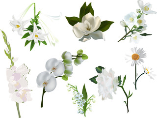 Fototapeta premium collection of isolated white flowers