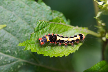 Fototapeta premium Caterpillars