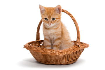 Fototapeta na wymiar Orange kitten sitting in a basket