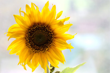 Obraz premium Sonnenblume