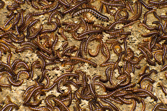 Prospirobolus