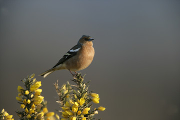 Chaffinch, Fringilla coelebs,