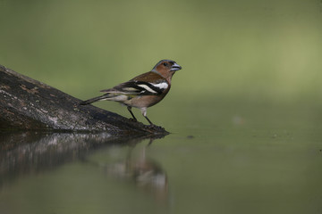 Chaffinch, Fringilla coelebs,