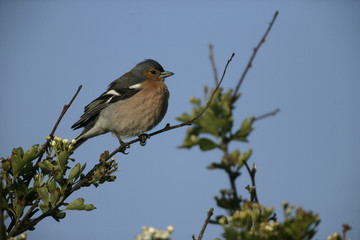 Fototapeta premium Chaffinch, Fringilla coelebs,