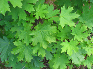 Green maple leaves, background