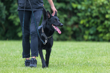 Malinois
