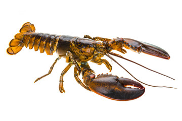 Raw lobster