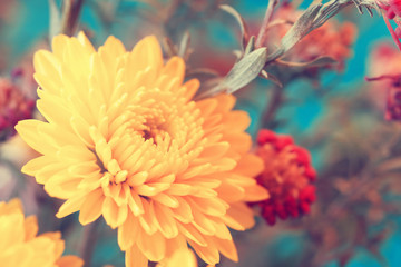 adorable autumnal pale yellow aster close up
