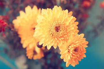 charming soft yellow asters close up