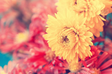 beautiful yellow aster flower