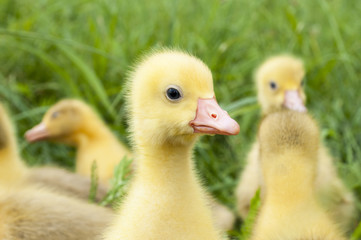 A Very Cute Baby Gosling Sat on the Grass