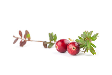 Cranberry twig on white
