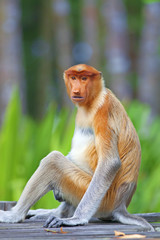 Naklejka premium Proboscis monkey
