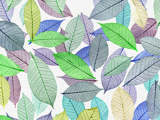 Leaves