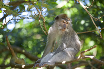 Long-tailed Macaque Monkey