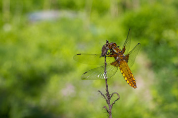 dragonfly