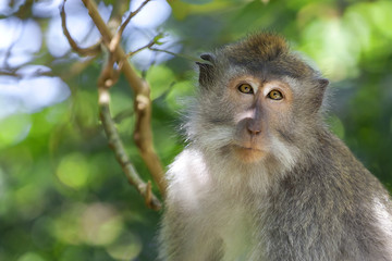Long-tailed Macaque Monkey