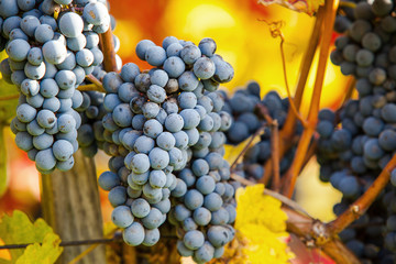 Wine grapes