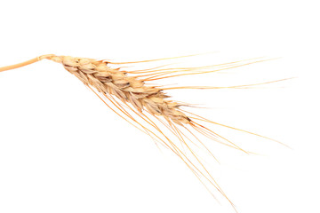 Close up of ripe wheat.